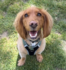 Fergus