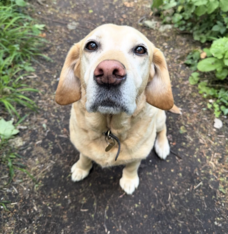Murphy